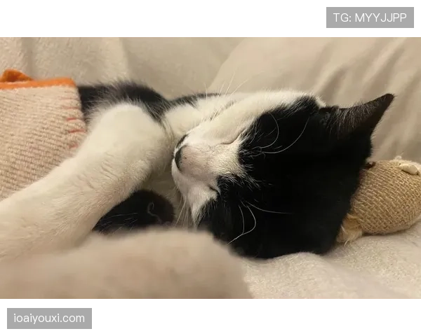 掌敏洁家的猫都比你自律